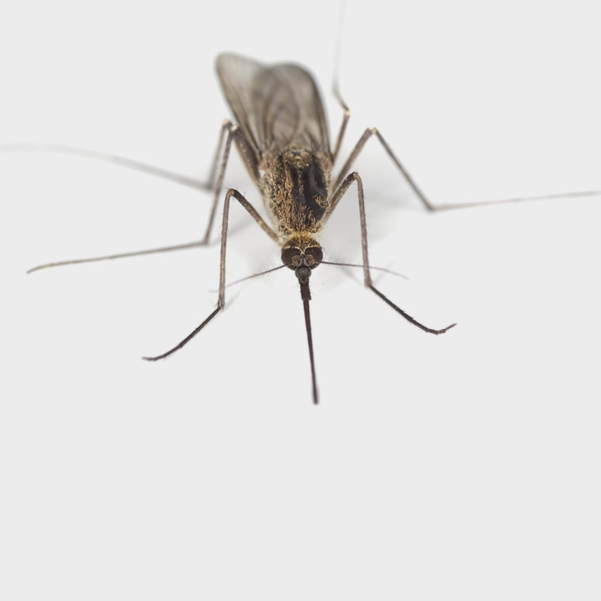 Insectes